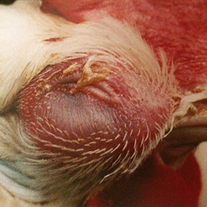 鸡传染性鼻炎和大肠杆菌混感的诊治