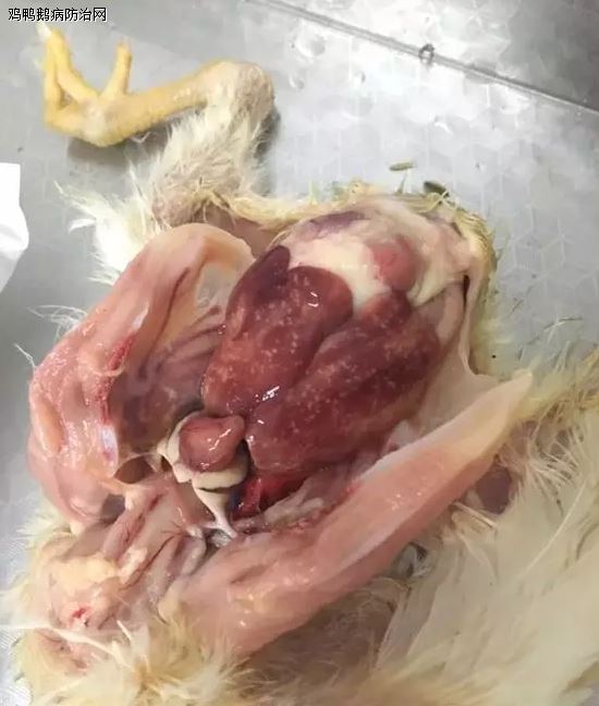 817肉鸡沙门氏菌的最新防治方案