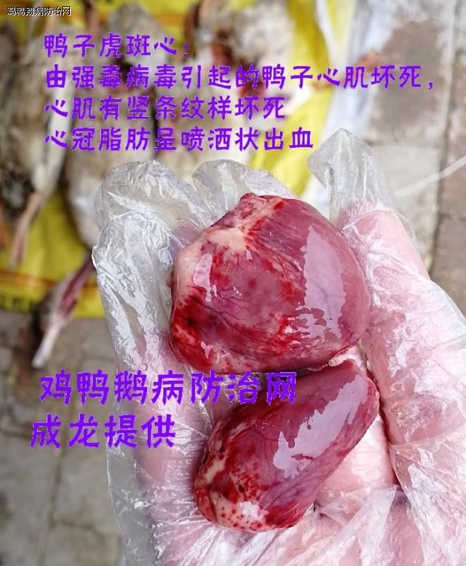 肉鸭的虎斑心伤亡大做好预防很重要