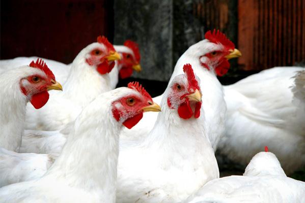2022年白羽肉鸡祖代种鸡更新量同比减少，2023年或恢复性增长