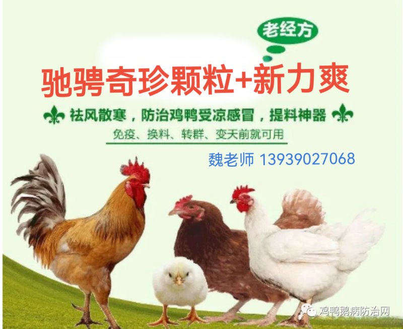 2024年3月29日 鸡蛋 鸡苗 毛鸡 淘汰鸡 817肉鸡市场价格走势