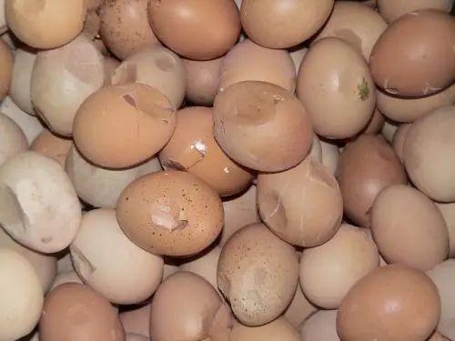 关注蛋壳质量，从“养、防、调”三点综合入手