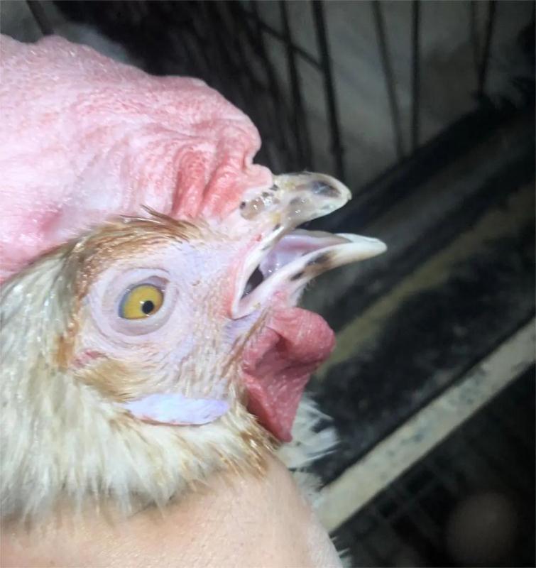 鸡传染性鼻炎高发，需及时防控和治疗