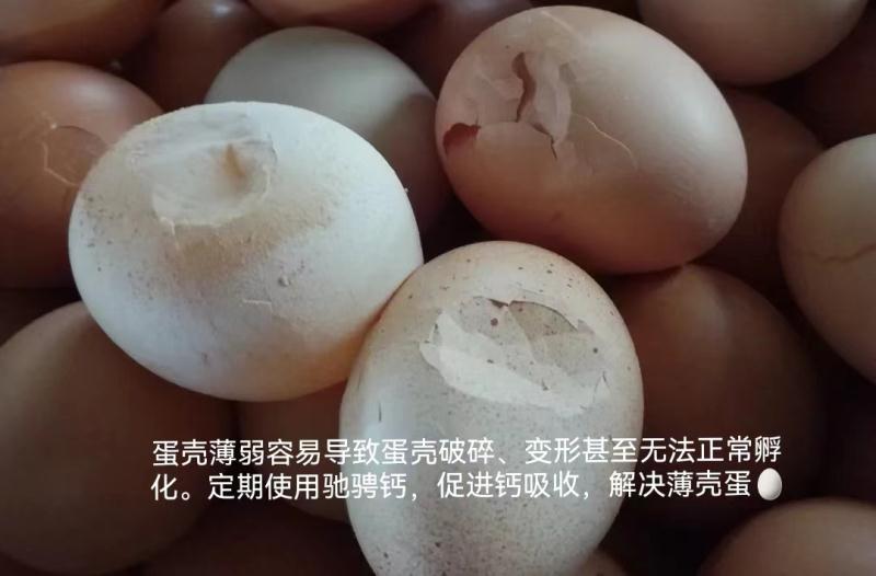 夏季蛋壳质量差的主要原因剖析