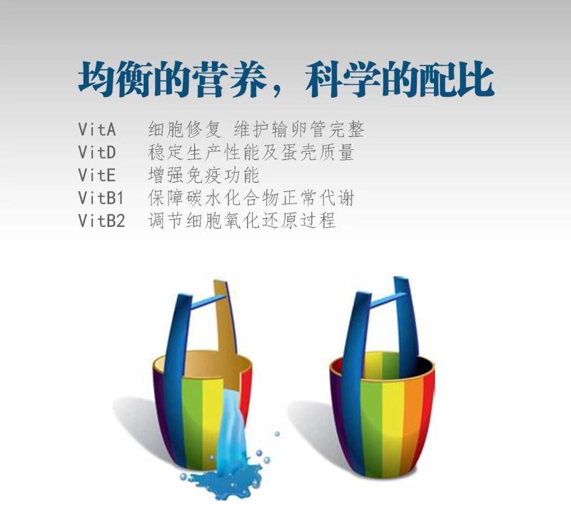 维生素在肉鸡上的特殊应用，你用对了吗？