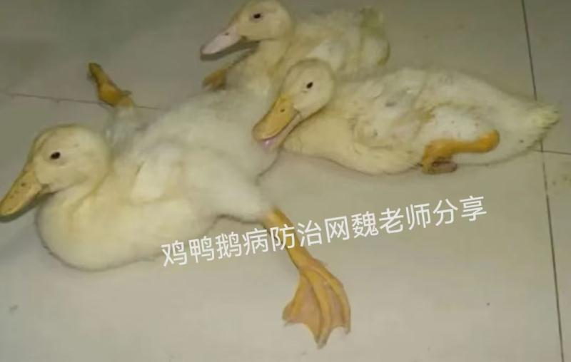 秋冬季鸭棚呼吸道防控分享