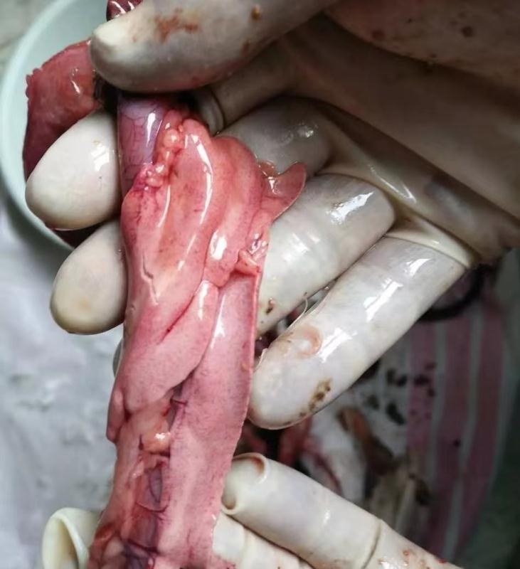 病毒对水禽机体的影响有哪几个方面，如何应对？