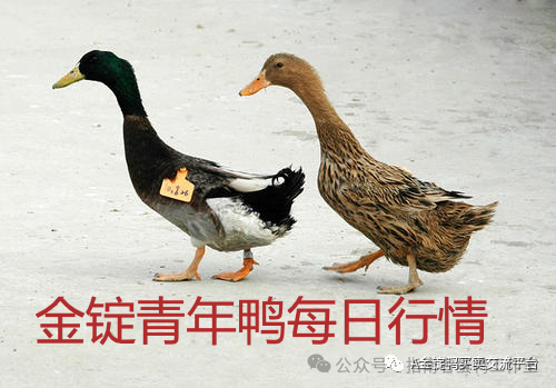 种鸭不同阶段的生理发育特点