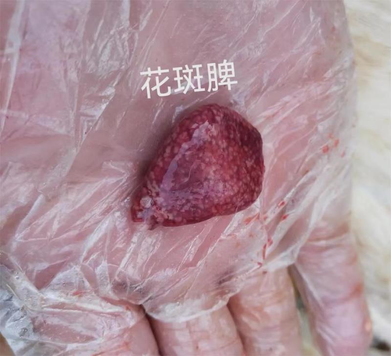 肉鸭脾坏死的类型和对应处理