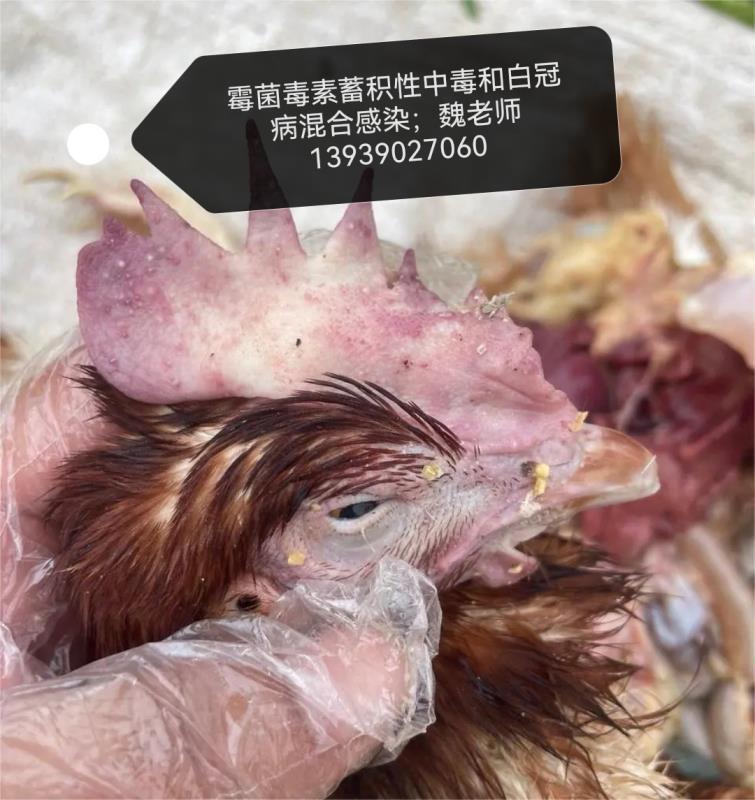 【霉菌毒素】蛋鸡鸡冠发白、零星伤亡？当心这个