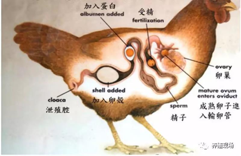 驰骋加食多 经典传承中国香 好吃才是硬道理