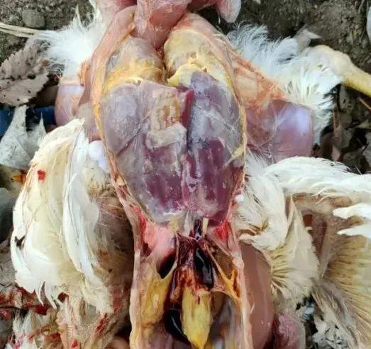 一例肉鸡非典型新城疫与大肠杆菌混感的病例