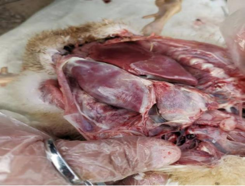 肉鸭大肠杆菌与浆膜炎混感病例