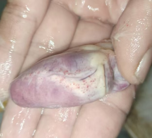 当前种鸭禽流感病例分享
