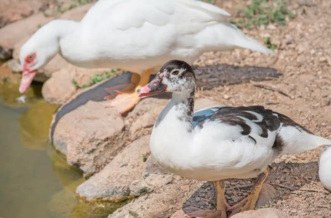 高温期出栏装车注意事项!