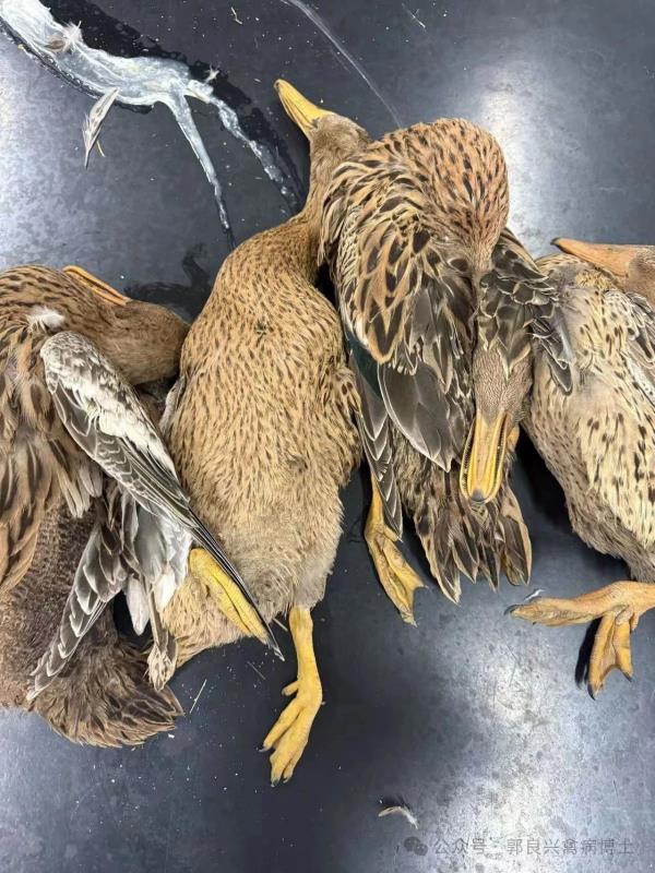 三伏天蛋鸭瘫痪的根本原因及防治方法