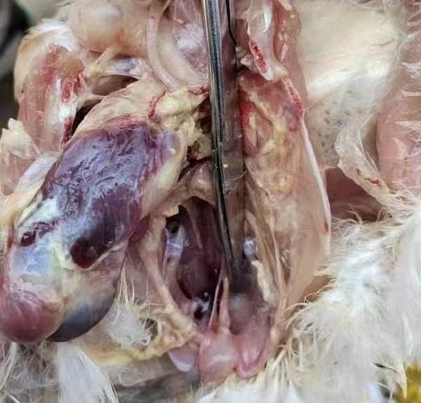 笼养肉鸡 鸭疫的痛点及防控方案