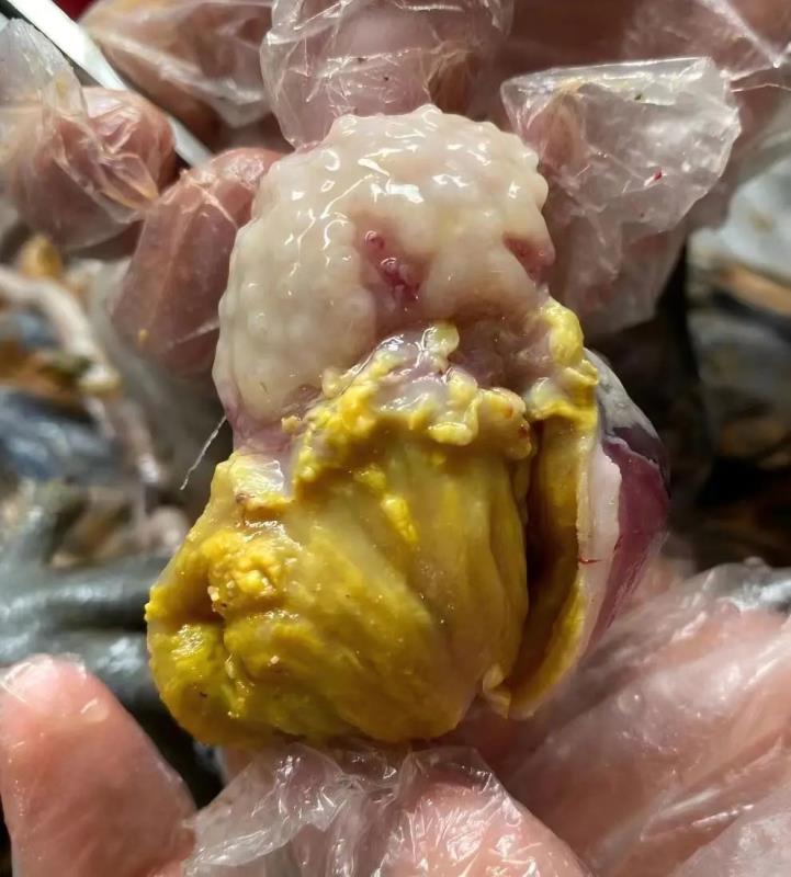 不容忽视！解霉菌在家禽日常预防保健里的健康防线！