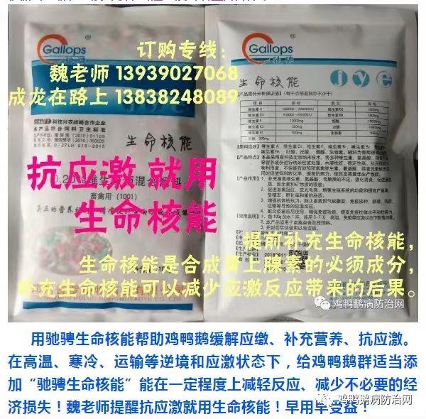 2025年10月29日 鸭蛋 肉鸭 鹅蛋 麻鸭 市场价格走势
