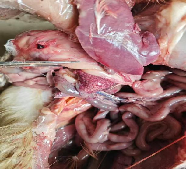 肉鸭感冒继发传染性浆膜炎病例分享