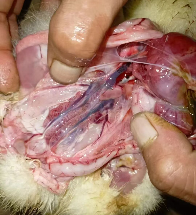 小鹅痛风胆管堵塞致胰腺炎：危机解读与防治对策