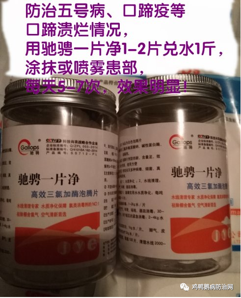 羊五号病防控指南整理