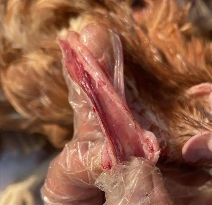 2026年3月份鸡病流行态势与防控策略