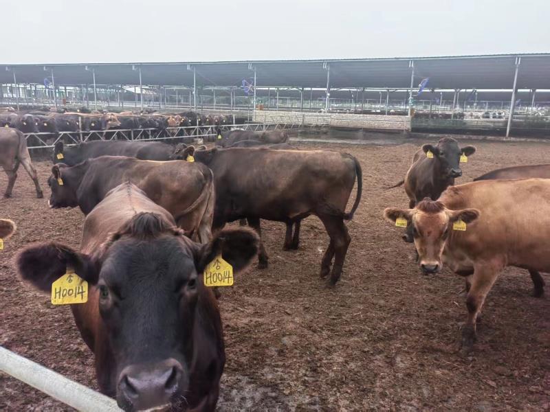 肉牛夏季补充维生素优化方案