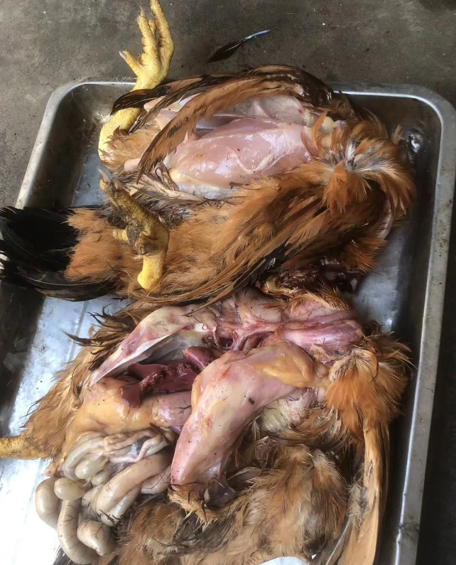 蛋鸡热应激典型案例分享